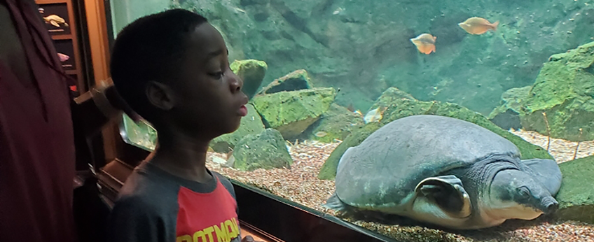 Young boy gazes into an aquarium window to watch a turtle swim.