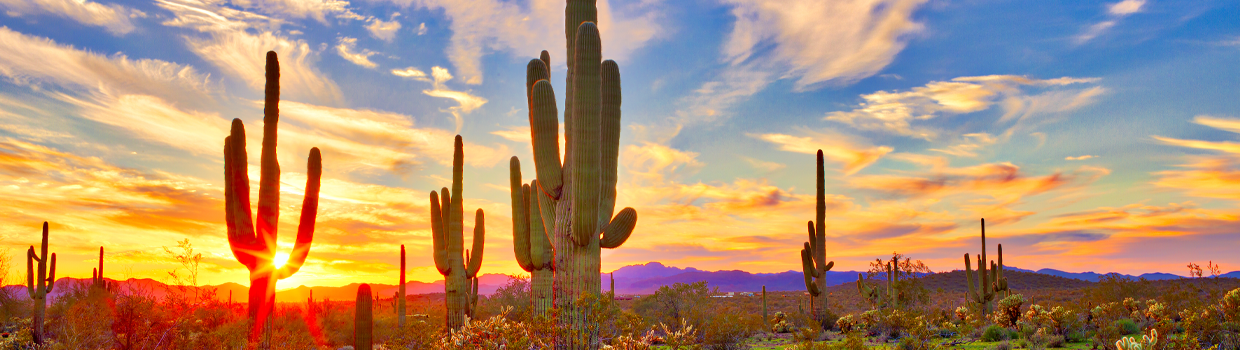 Arizona Landscape - Directors blog banner