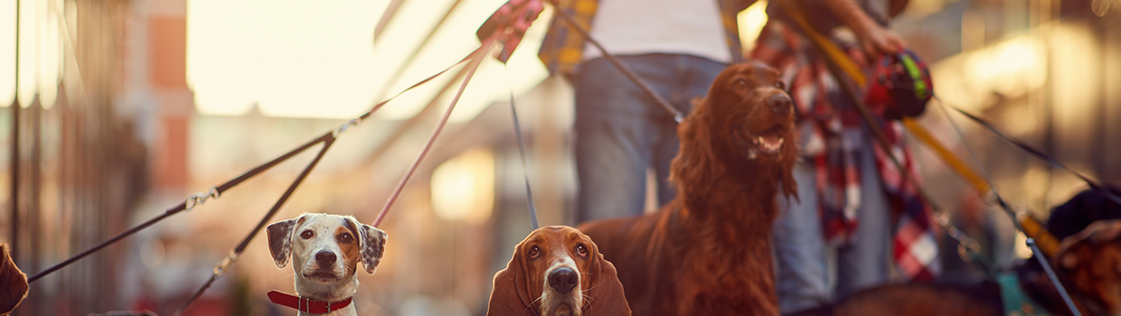 a person walking several dogs