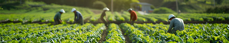 Farm workers in a green agricultural field under soft sunlight.