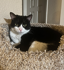 Photo of a black and white cat relaxing on top of her cat condo