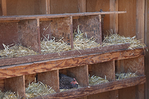 A hen sits on her nest inside a chicken house.