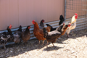 An exterior photo of four chickens and four roosters.