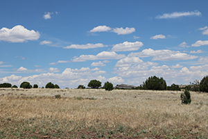 Rural landscape with dry grass in the foreground, trees and shrubs in the middle ground, and a cloudy sky in the background.
