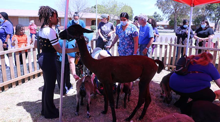 people at a small petting zoo