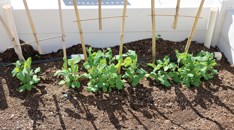 seedlings in a garden bed